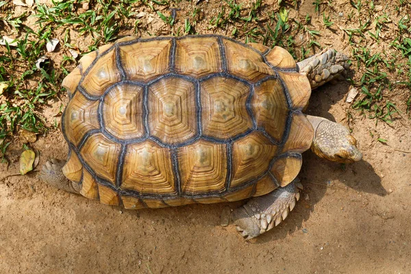 Sulcata Tortoise Garden Thailand — Stock Photo, Image