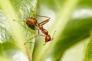 Tayland 'da yeşil yapraklı kırmızı karıncayı kapat.