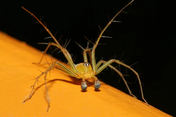 Die Gelbe Spinne Der Natur Thailand — Stockfoto