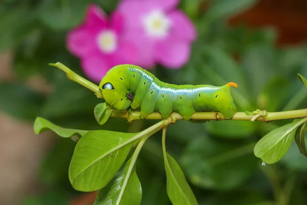 Cerca Gusano Verde Gusano Neri Daphnis Árbol Palo Naturaleza Medio —  Fotos de Stock