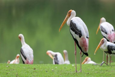 Bahçedeki Boyalı Leylek Kuşu (Mycteria leucocephala)