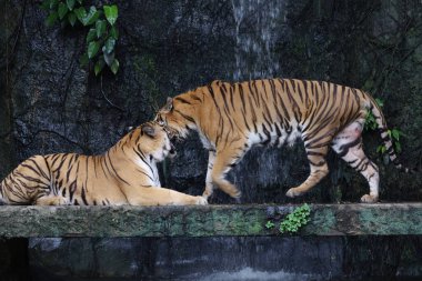 Bengal kaplanı çok güzel bir hayvandır ve ormanda tehlikelidir.