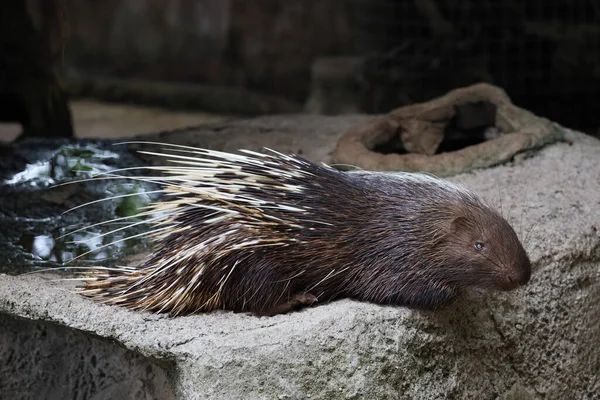 Fechar Animal Porco Espinho Malaio Dormir Descansar — Fotografia de Stock