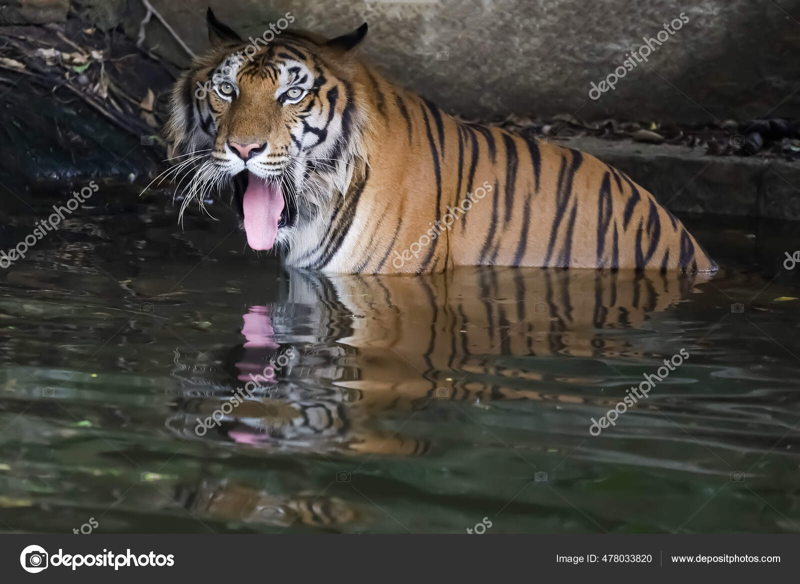 Close Bengal Tiger Beautiful Animal Dangerous Forest — Stok Foto © Pumppump #478033820