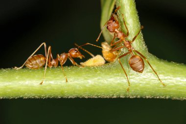 Kırmızı karınca, taze sopa ağacının üzerinde dur. Kırmızı karınca çalışma grubu böcek hayvanıdır. 