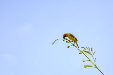 Sarı Oriole kuşu bahçedeki bambu ağacına yapıştı.