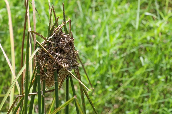 Das Vogelnest Aus Trockenem Laub Auf Einsamem Gras Der Nähe — Stockfoto