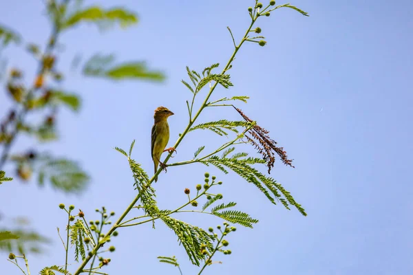 Yellow Oriole Bird Stick Bamboo Tree Garden — Stock Photo, Image