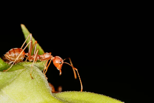 Close Red Ant Stay Fresh Leaf — Stock Photo, Image