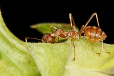 Kırmızı karınca, taze sopa ağacının üzerinde dur. Kırmızı karınca çalışma grubu böcek hayvanıdır. 