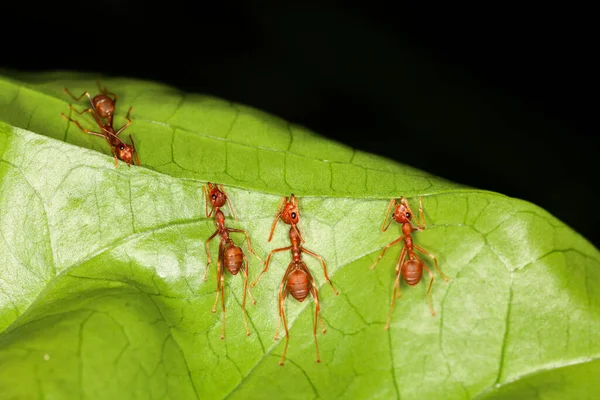 Close Red Ant Stay Fresh Stick Tree Red Ant Work — Stock Photo, Image