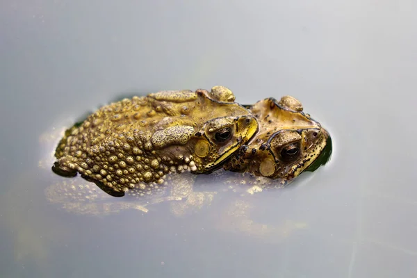 Het Koppel Pad Liefde Het Net Tuin — Stockfoto