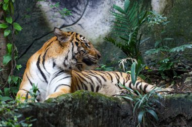 Bengal kaplanı çok güzel bir hayvandır ve ormanda tehlikelidir.