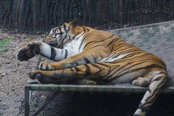 Close Bengal Tiger Beautiful Animal Dangerous Forest — Stock Photo, Image