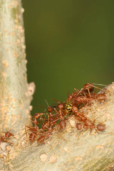 Group Red Ant Attack Yellow Warp Tree Nature — Stock Photo, Image