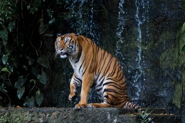 Bengaltiger Aus Nächster Nähe Ist Schönes Tier Und Gefährlich Wald — Stockfoto