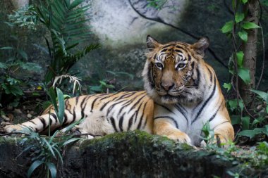 Bengal kaplanı çok güzel bir hayvandır ve ormanda tehlikelidir.