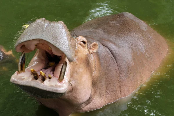 Посмішка Гіпопотама Річці Таїланд — стокове фото