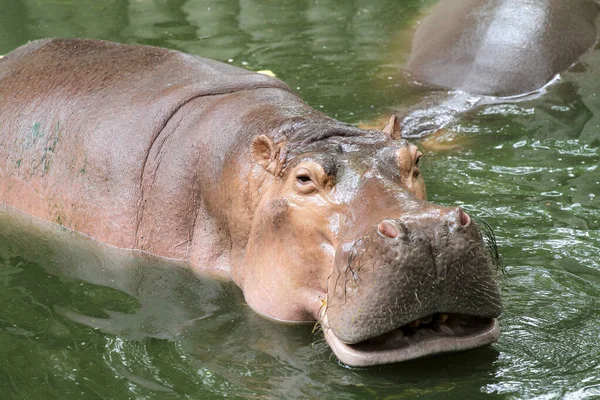Hippopotame Sourit Dans Rivière Thaïlande — Photo