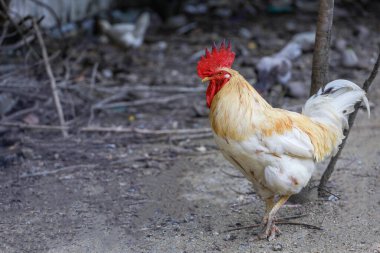 Beyaz Betong Chickken kuru bahçede 