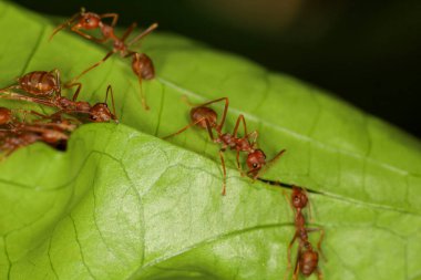 Kırmızı karınca ekipleri yapraklardan yuva yapmak için yaprak toplayın..