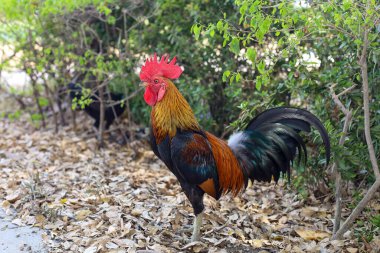 Tayland 'daki bahçe doğa çiftliğinde dövüşen horoz.