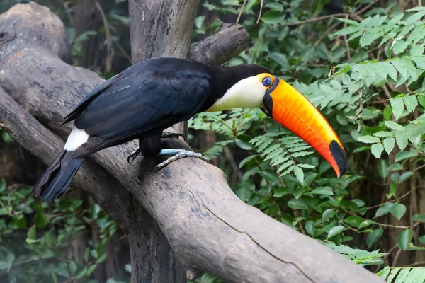 Πουλί Toco Toucan Στο Δέντρο Ξύλο Στο Δάσος — Φωτογραφία Αρχείου