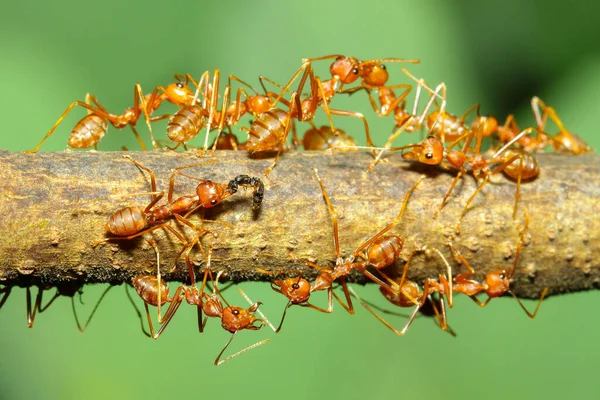 Primo Piano Gruppo Formica Rossa Albero Bastone Natura — Foto Stock