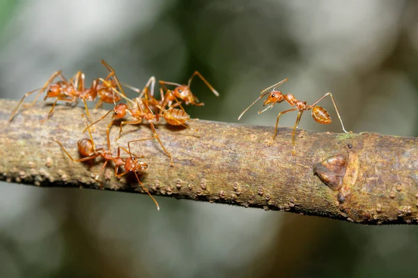 Κοντινό Πλάνο Εστίαση Ένα Κόκκινο Μυρμήγκι Δέντρο Ραβδί Στη Φύση — Φωτογραφία Αρχείου