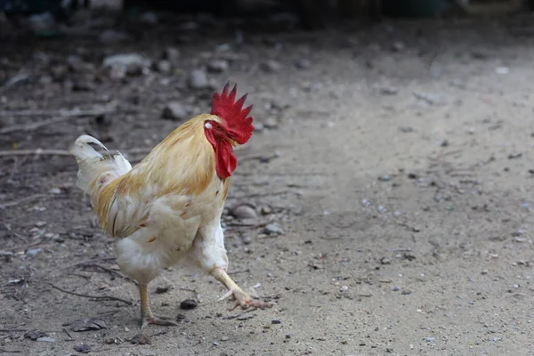 Vit Betong Chickken Torr Trädgård — Stockfoto