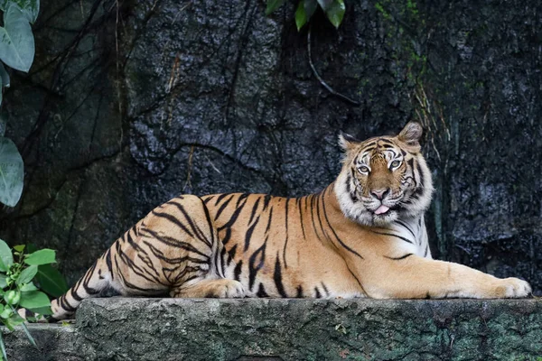 Närbild Bengaliska Tigern Vacker Djur Och Farligt Skogen — Stockfoto