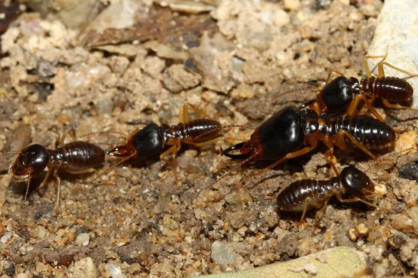 Zamknij Makro Grupa Żołnierz Termite Robotnik Termit Błąd Przyrodzie — Zdjęcie stockowe