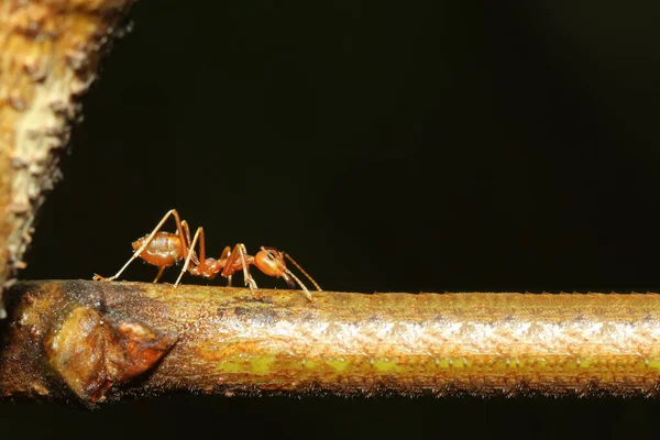 Semut Merah Dekat Adalah Serangga Hewan Satwa Liar Pohon Kayu — Stok Foto