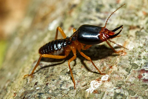 Κοντινό Πλάνο Macro Στρατιώτης Termite Bug Στη Φύση — Φωτογραφία Αρχείου