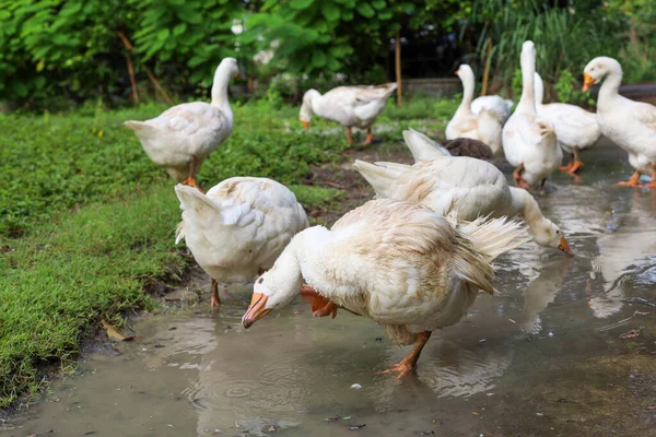 Group Goose Walking Play Mud Rainny Day — Stock Photo, Image