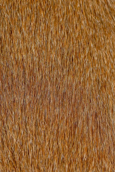 Close Brown Dog Skin Texture Pattern — Stock Photo, Image