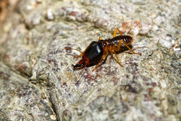 Makro Asker Termit Böceği Doğada — Stok fotoğraf