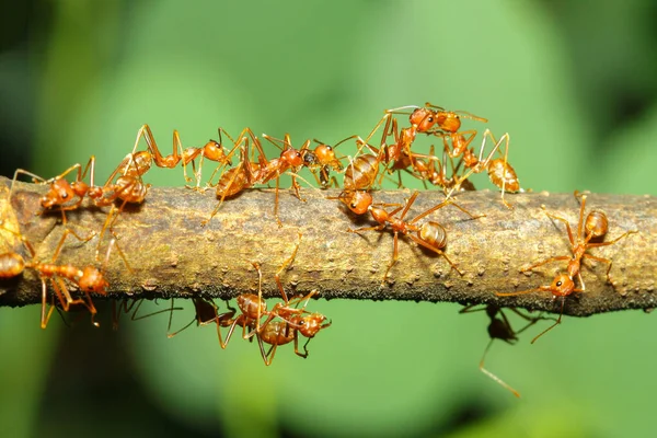 Κοντινό Κόκκινο Μυρμήγκι Δέντρο Ραβδί Στη Φύση Royalty Free Φωτογραφίες Αρχείου
