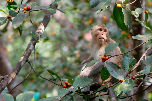 Nahaufnahme Der Affe Frisst Futter Auf Einem Baum Thailand — Stockfoto