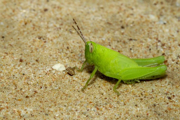 Close Green Grasshopper Beautiful Bug Animal Sand — Stock Photo, Image