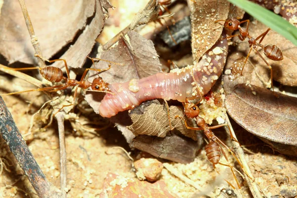 Kapalı Grup Kırmızı Karınca Vahşi Hayvan Yiyecek Için Toprak Solucanlarına — Stok fotoğraf