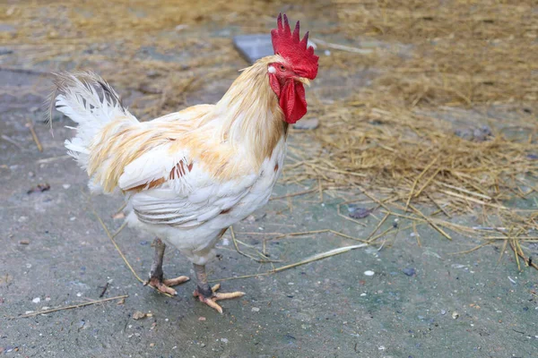 Fehér Betong Chickken Marad Ázsiai Farm Kert Után Esős Nap — Stock Fotó