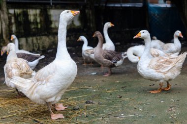Tayland 'daki bahçede kaz yiyen grup.