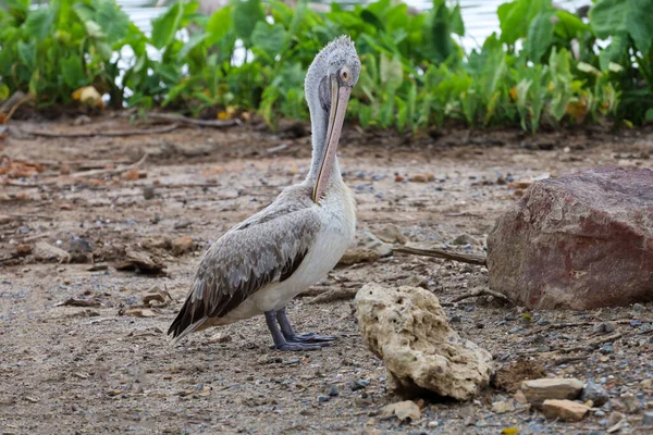 Gran Pájaro Pelícano Está Descansando Cerca Del Río —  Fotos de Stock