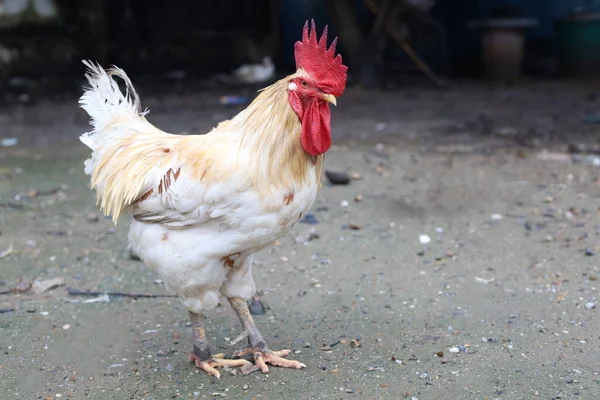 Branco Betong Chickken Ficar Jardim Fazenda Ásia Após Dia Chuvoso Imagem De Stock