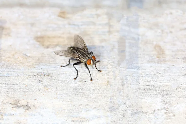Κοντινό Πλάνο Έντομο Της Μύγας Είναι Όμορφο Έντομο Στο Πάτωμα Εικόνα Αρχείου