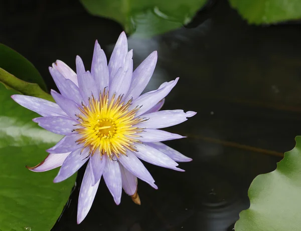 Lotosový květ a lotus květ rostliny — Stock fotografie