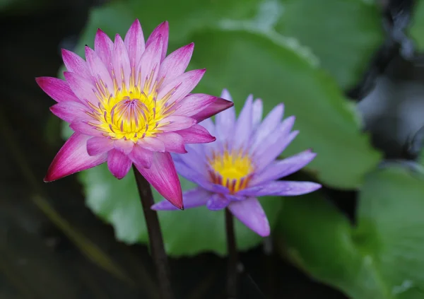 Růžové a fialové lotosového květu krásné lotus — Stock fotografie