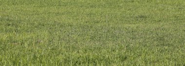 yeşil çimen arkaplan dokusu