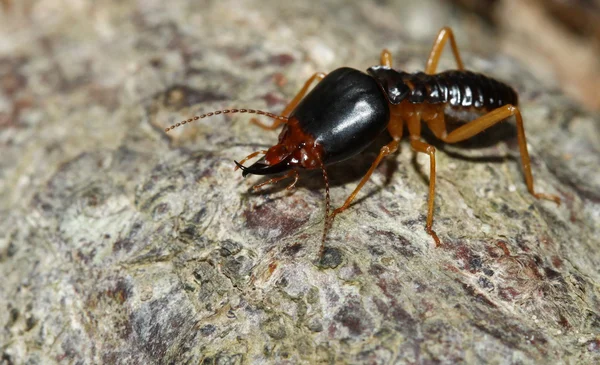 asker termit toprak yiyenler